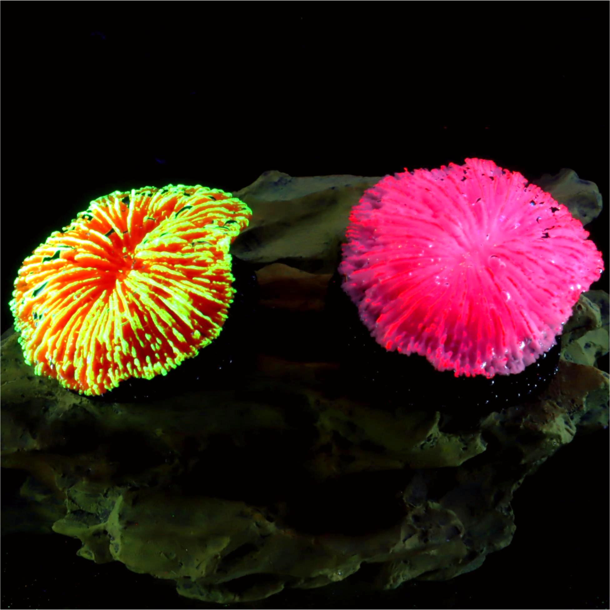 Live Plant Aquarium - 1 Adet Akvaryum Dekorasyonu Testere Mercanı,