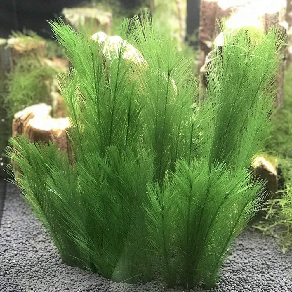 1/3 adet 28/40cm akvaryum balı - Live Plant Aquarium incelemesi ve fiyatı