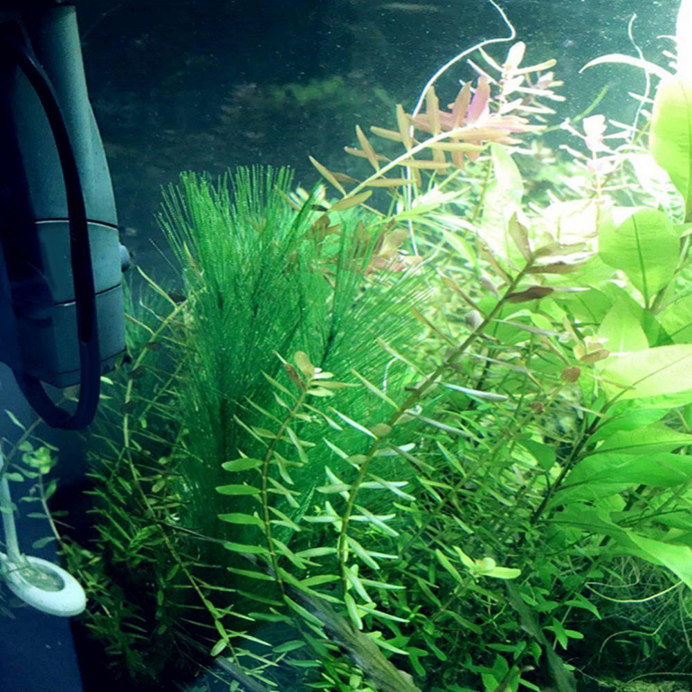 1/3 adet 28/40cm akvaryum balı - Live Plant Aquarium incelemesi ve fiyatı