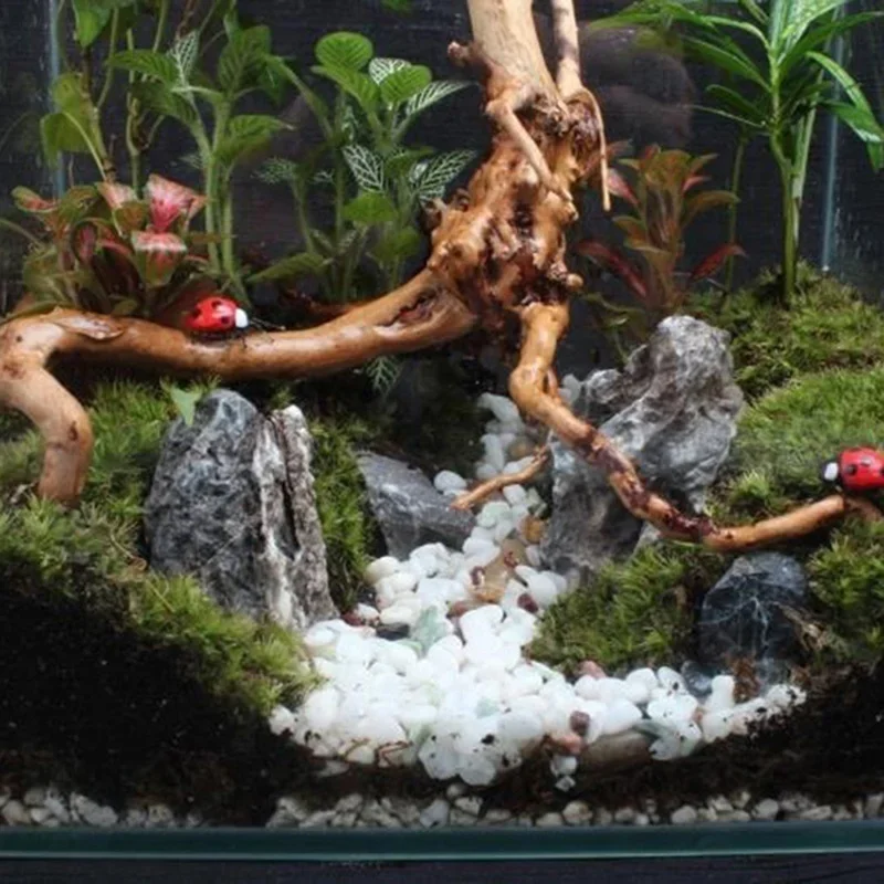Doğal ağaç gövdesi Driftwood a - Live Plant Aquarium incelemesi ve fiyatı