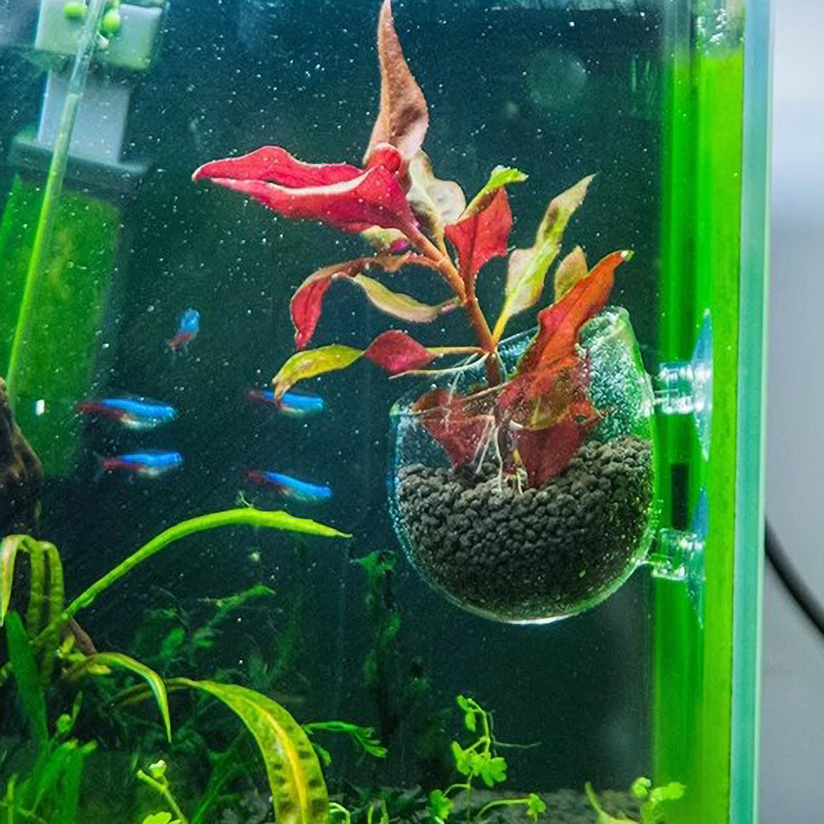 Akvaryum Bitki Tutucu Cam Su B - Live Plant Aquarium incelemesi ve fiyatı