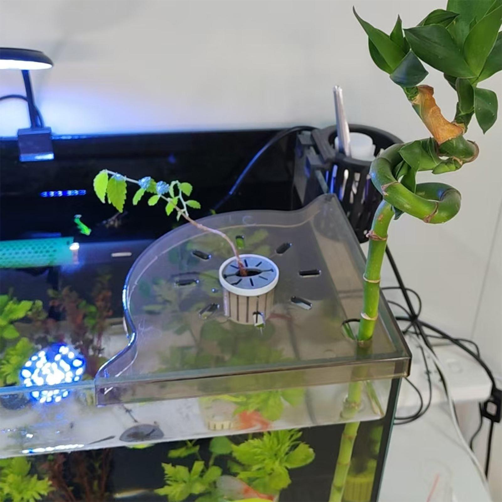 Üçgen Balık Tankı Köşe Depolam - Aquarium Plants Live incelemesi ve fiyatı