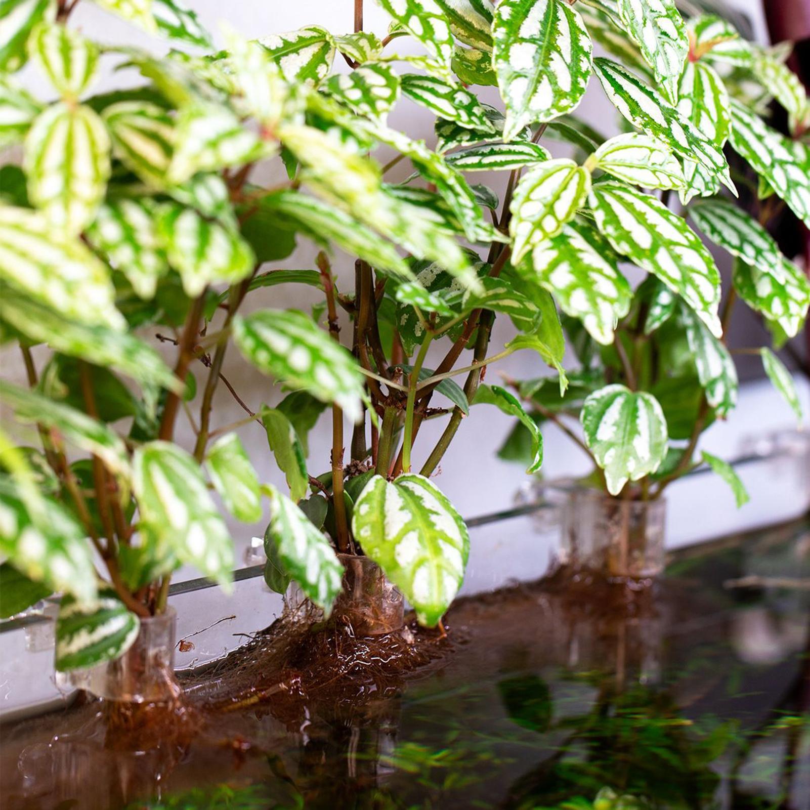 6 adet Akvaryum Bitki Tutucula - Aquarium Plants Live incelemesi ve fiyatı