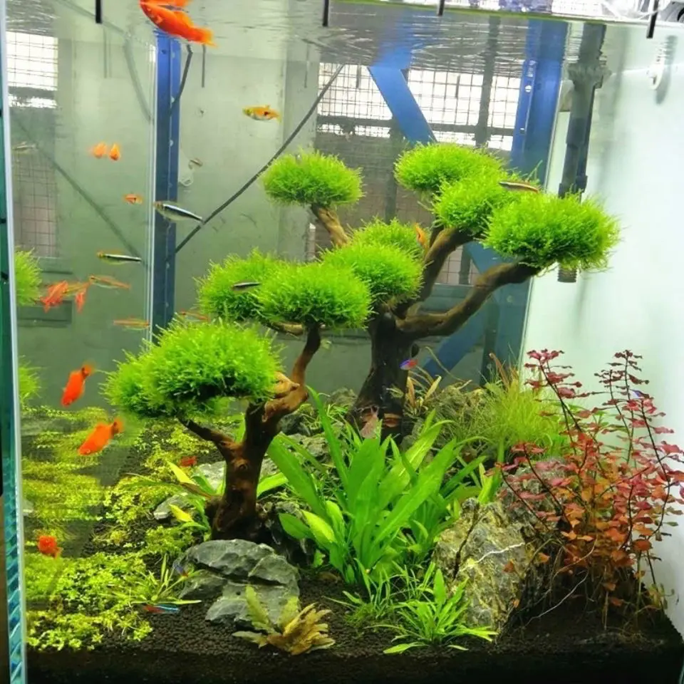 Akvaryum Driftwood Peyzaj Deko - Aquarium Plant Substrate incelemesi ve fiyatı