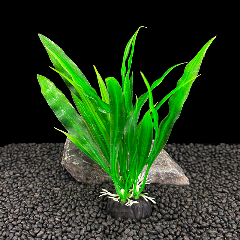6 adetlik paketler halinde sun - Live Plant Aquarium incelemesi ve fiyatı
